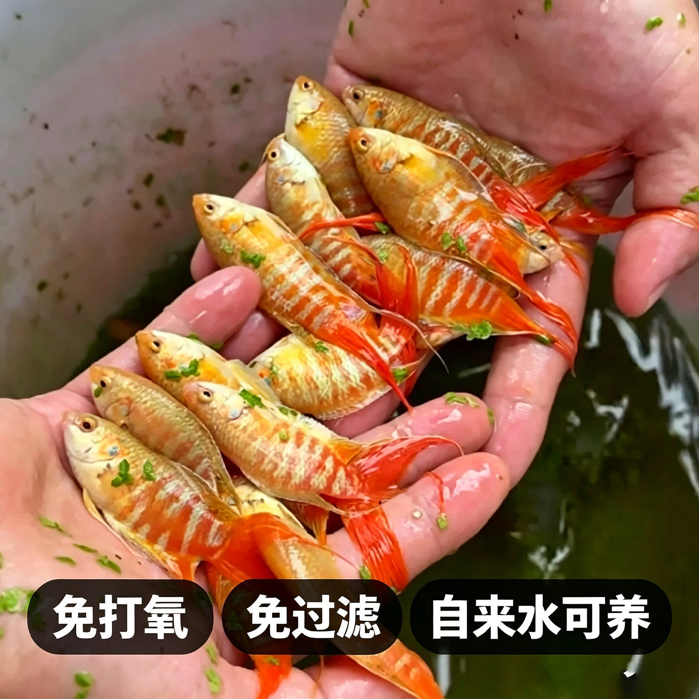 鸿运白兔斗鱼冷水淡水免打氧好养
