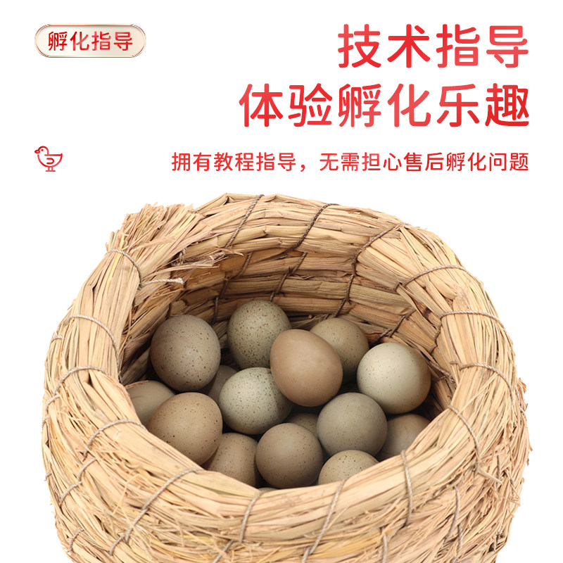 网红宠物鸡受精蛋迷你阳台鸡受精卵可孵化纯白礼服德系观赏宠物鸡,宠物/宠物食品及用品,宠物鸡,淘宝优惠券,粉丝福利购,淘宝优惠卷