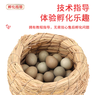 网红宠物鸡受精蛋迷你阳台鸡受精卵可孵化纯白礼服德系观赏宠物鸡