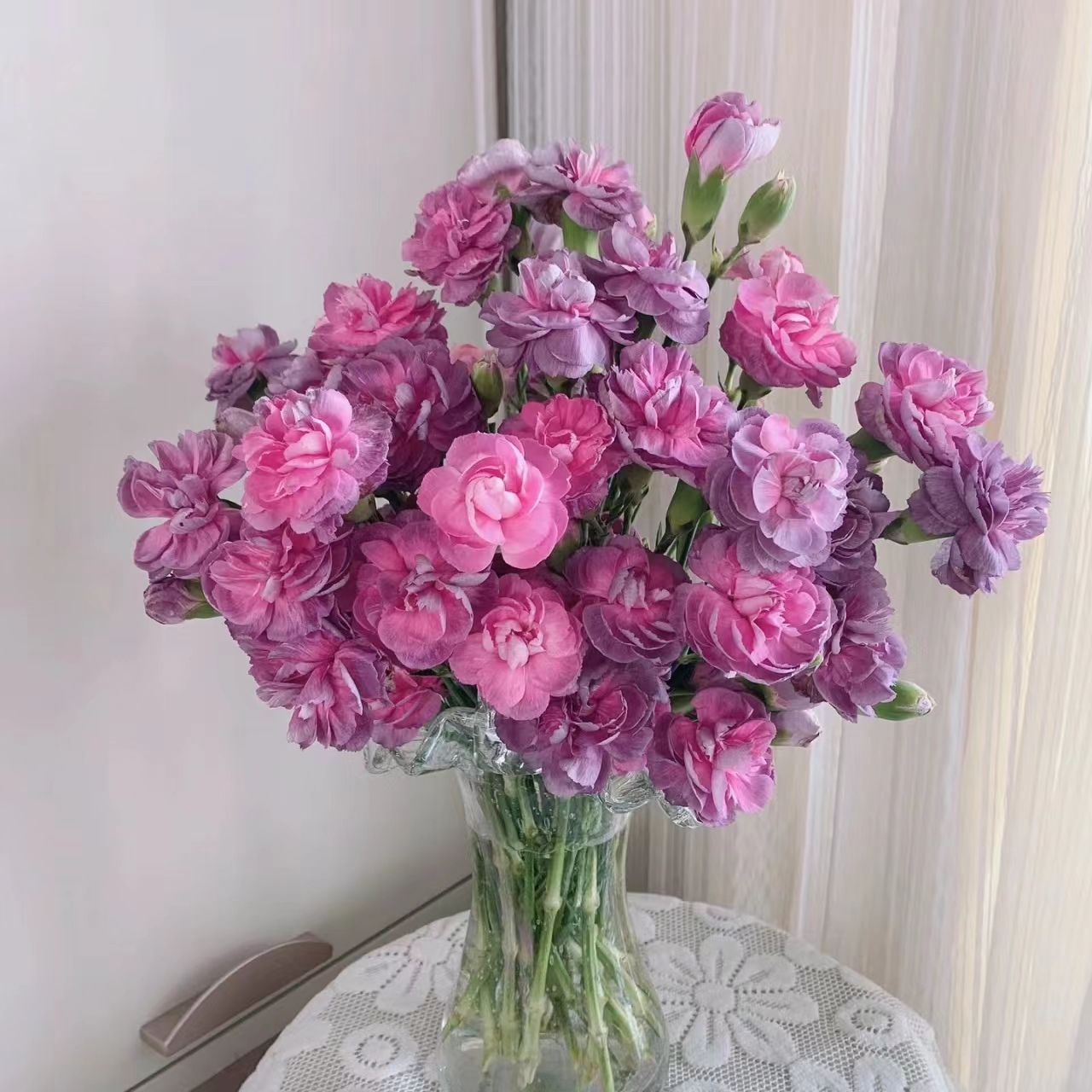 20枝野马多头康乃馨 生花苞要养开 （两单发顺丰或京东快递）