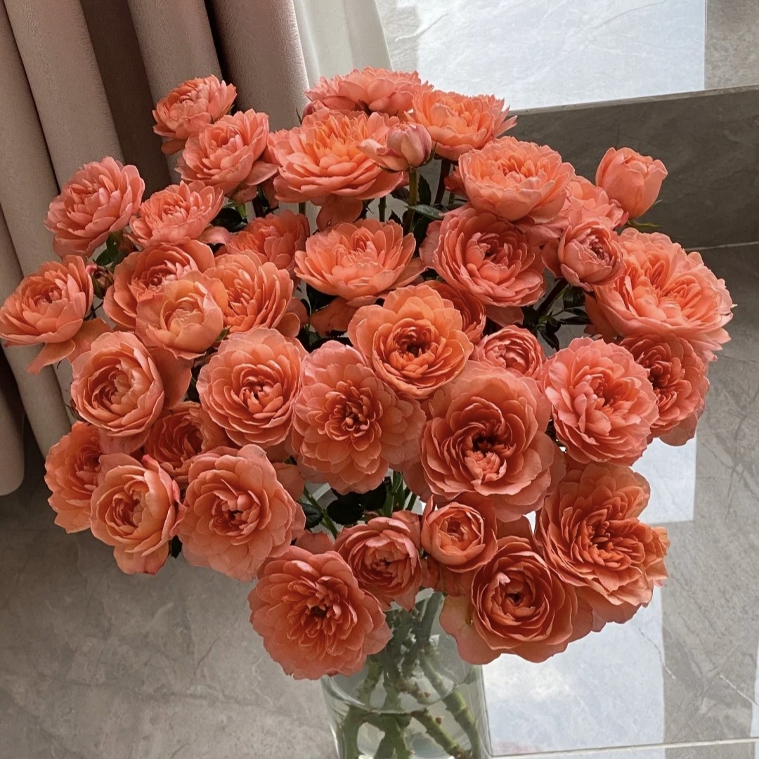 10枝杏色果汁多头玫瑰花材