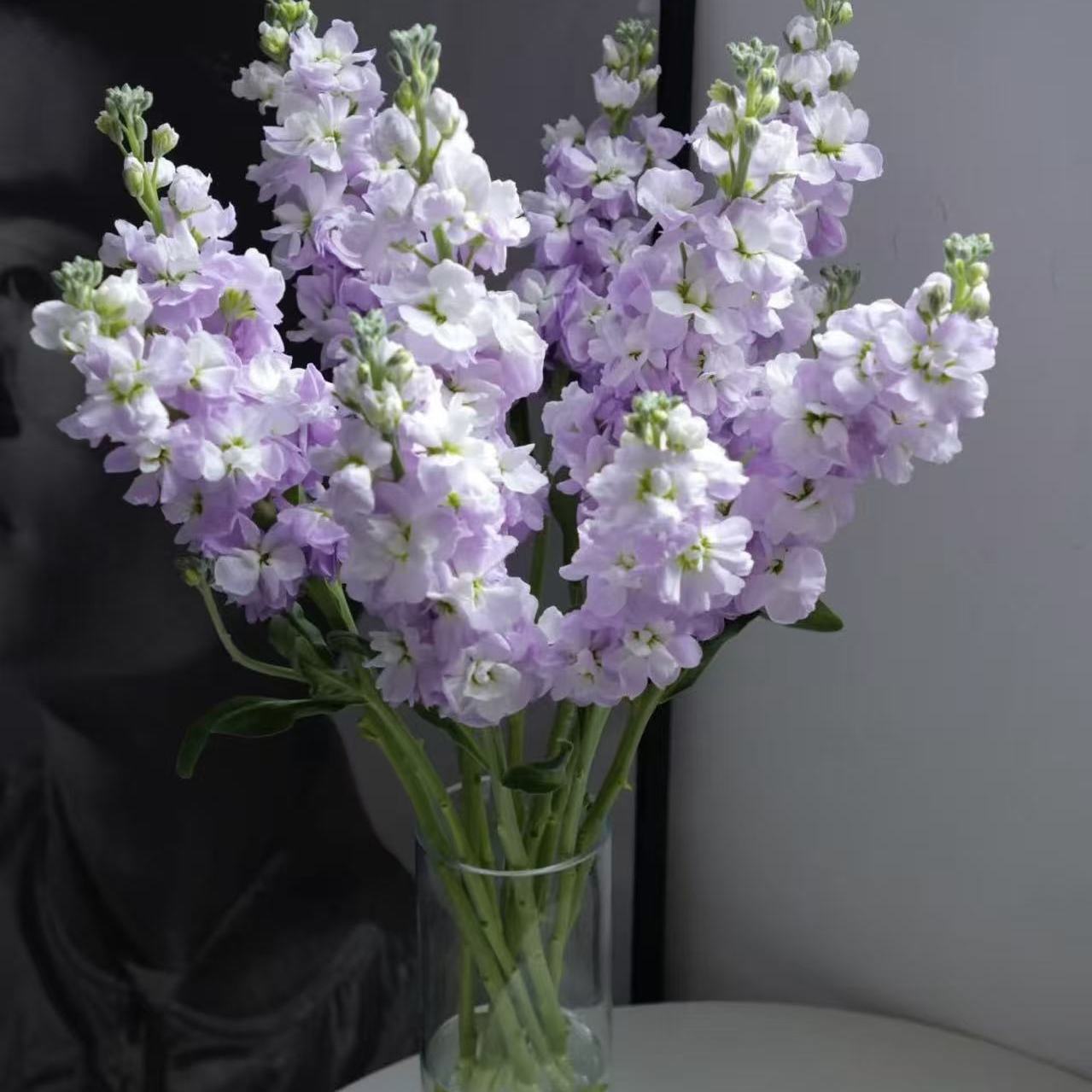 1扎浅紫紫罗兰(两单发顺丰或京东快递)