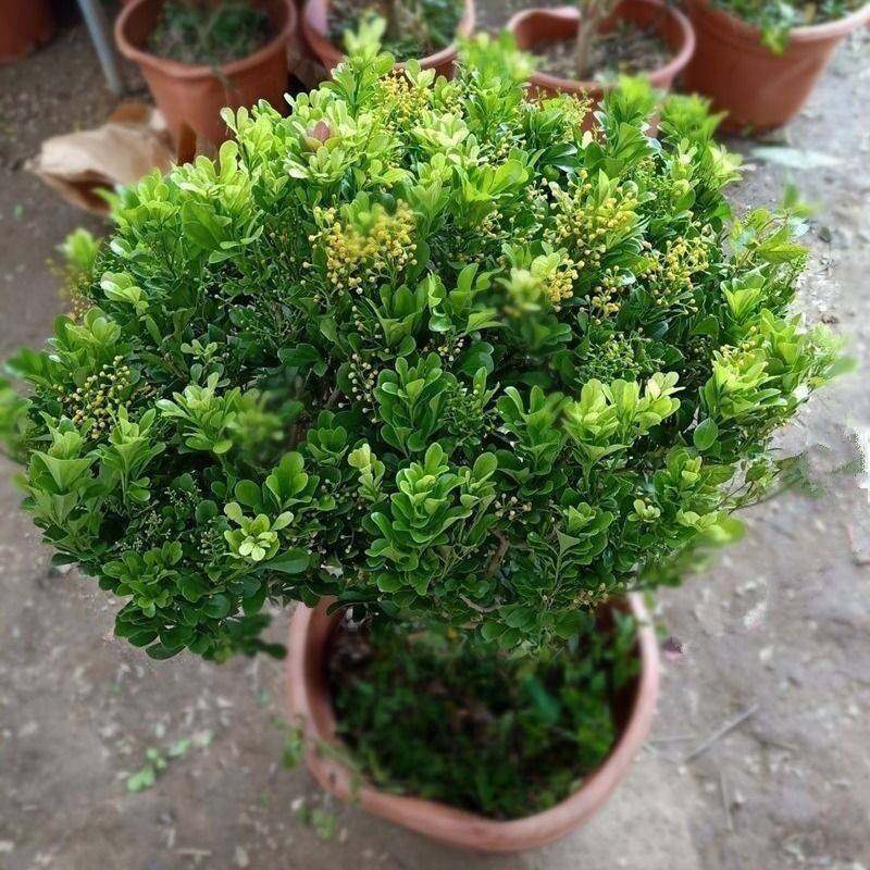 香水米兰花盆栽棒棒糖花卉植物室内四季开花带花苞浓香老桩绿植,鲜花速递/花卉仿真/绿植园艺,造型盆景,淘宝优惠券,粉丝福利购,淘宝优惠卷