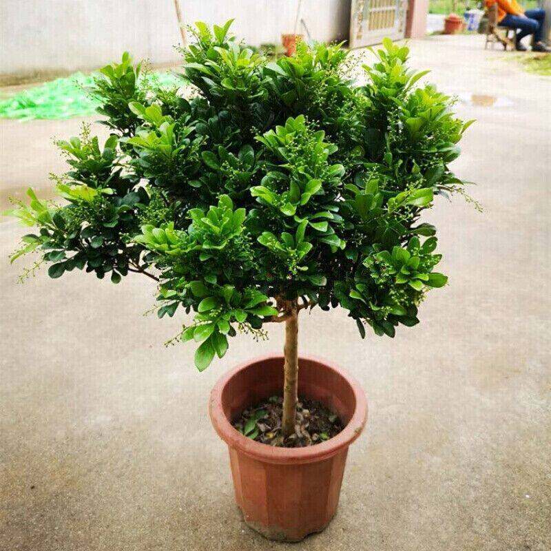 香水米兰花盆栽棒棒糖花卉植物室内四季开花带花苞浓香老桩绿植,鲜花速递/花卉仿真/绿植园艺,造型盆景,淘宝优惠券,粉丝福利购,淘宝优惠卷