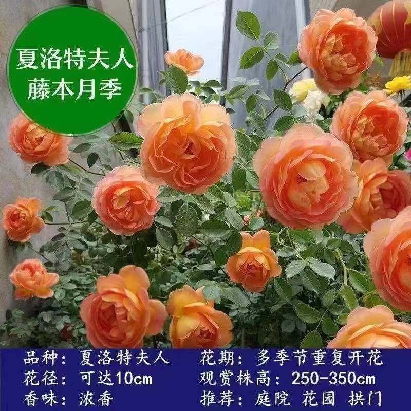 特大花树蔷薇花苗藤本四季开花月季爬藤植物玫瑰盆栽阳台爬墙花卉,鲜花速递/花卉仿真/绿植园艺,月季/蔷薇/玫瑰,淘宝优惠券,粉丝福利购,淘宝优惠卷