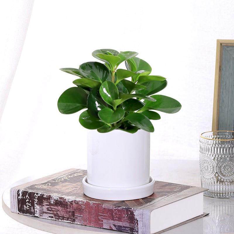 青叶碧玉水培豆瓣绿办公室桌面多肉植物绿植圆叶椒草水养花卉盆栽