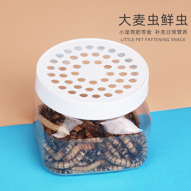 花枝鼠零食大麦虫活虫金丝熊仓鼠刺猬吃的长肉小零食面包虫黄粉虫