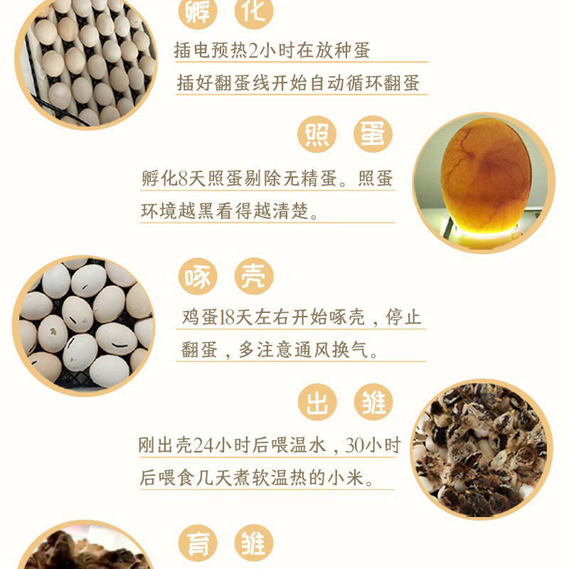 家用智能小型全自动鸡鸭鹅鹌鹑鸽芦丁鸡孵化器孵蛋器孵化机孵化箱