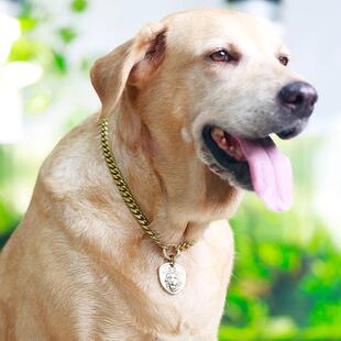 宠黄铜酷金色子物装饰项圈炼狗DD25狗扮脖炼