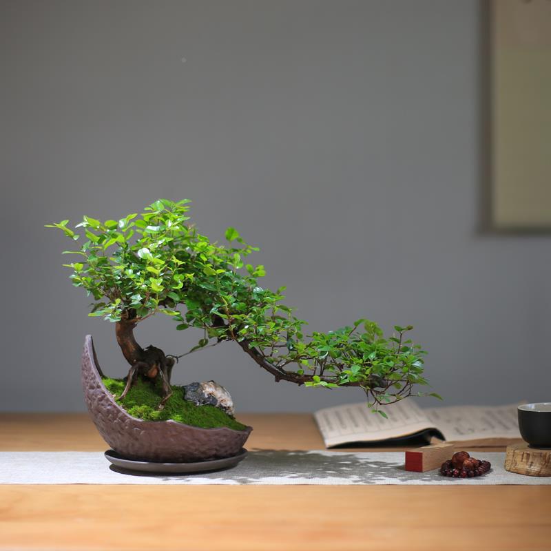 胡椒木雀茶梅盆老桩盆景室内栽植物禅意桌5.25造旺景摆件桌面绿植
