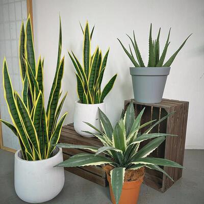 热带沙漠HSO公仿真物植地虎皮兰盆栽室内客厅办室落盆景假绿植摆