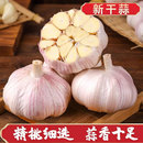 今年新干蒜5斤2斤大蒜头农家新大蒜头250g起紫白皮1斤 价 秒杀