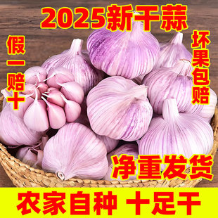 今年新干蒜5斤2斤大蒜头农家新大蒜头3斤起紫白皮1斤 净重发货