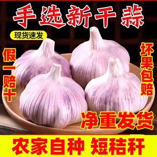 【净重发货】山东大蒜头干蒜新鲜蔬菜农家自种紫皮批发5斤特9斤蒜