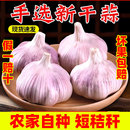 山东大蒜头干蒜新鲜蔬菜农家自种紫皮大蒜头批发5斤特大果9斤蒜