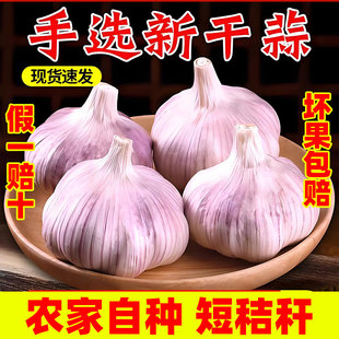 山东大蒜头干蒜新鲜蔬菜农家自种紫皮大蒜头批发5斤特大果9斤蒜