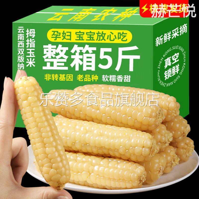 婴儿西双版纳拇指玉米香糯云南宝宝姆母指版纳糯手指小拇指小玉米