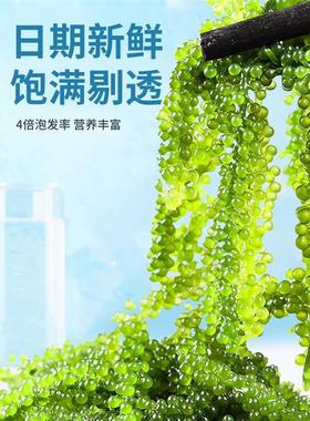 新货海葡萄即食绿色鱼子酱泡发儿童新鲜盐渍海葡萄食用零食