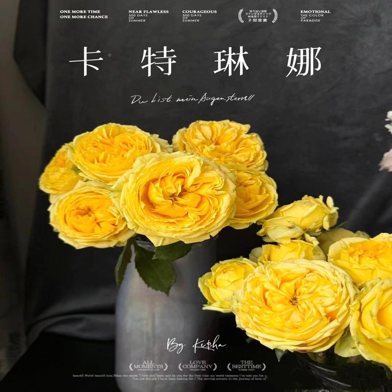 本凯特琳娜切花玫瑰卡特琳四娜大日花月季季种中国百花庭院阳台勤