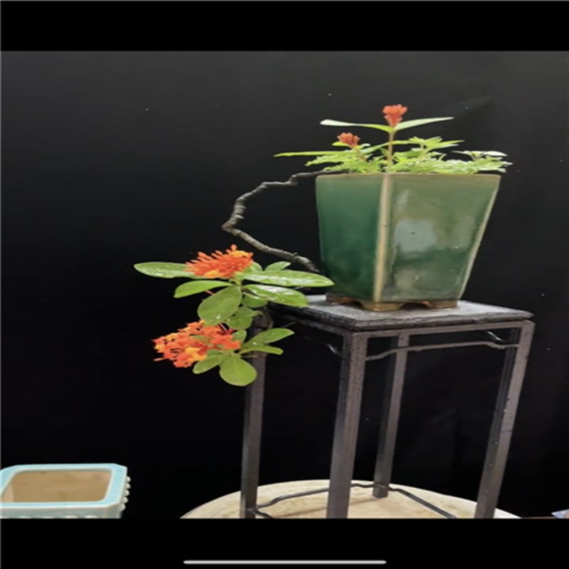 海岛龙船花百日红造形z盆景室内绿植冬天不落叶