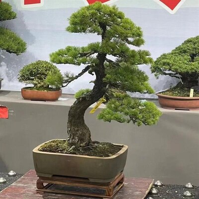 迎客松盆景真树罗汉松盆景老桩地柏盆景真松O树盆景松柏盆景五针