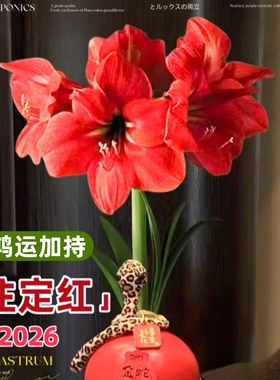 朱顶红蜡封种球懒人植物好养桌面办公室内花卉喜庆节日祝福注定红