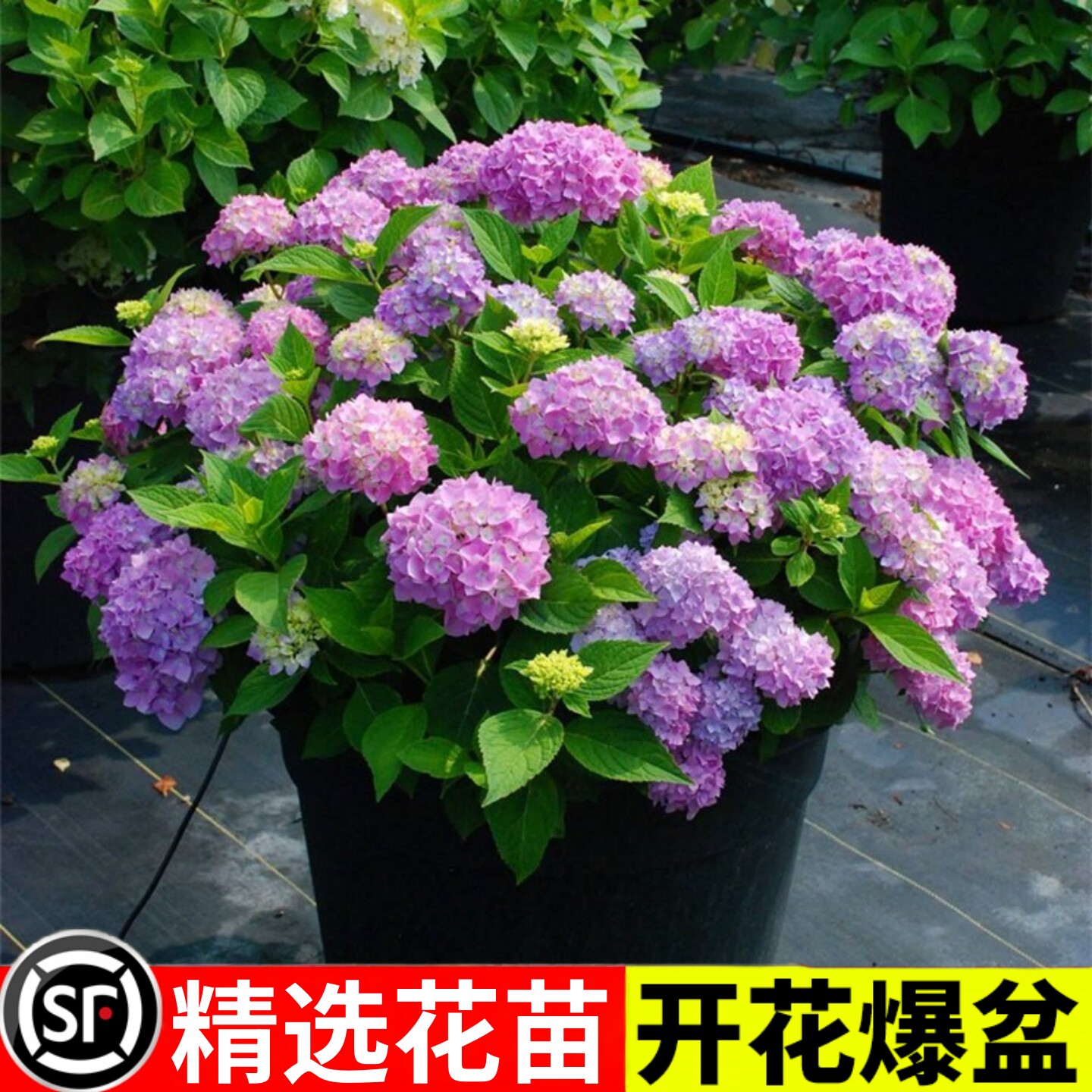 无尽夏绣球花苗盆栽四季花卉三河千鸟阳台庭院室外耐寒耐热万华镜