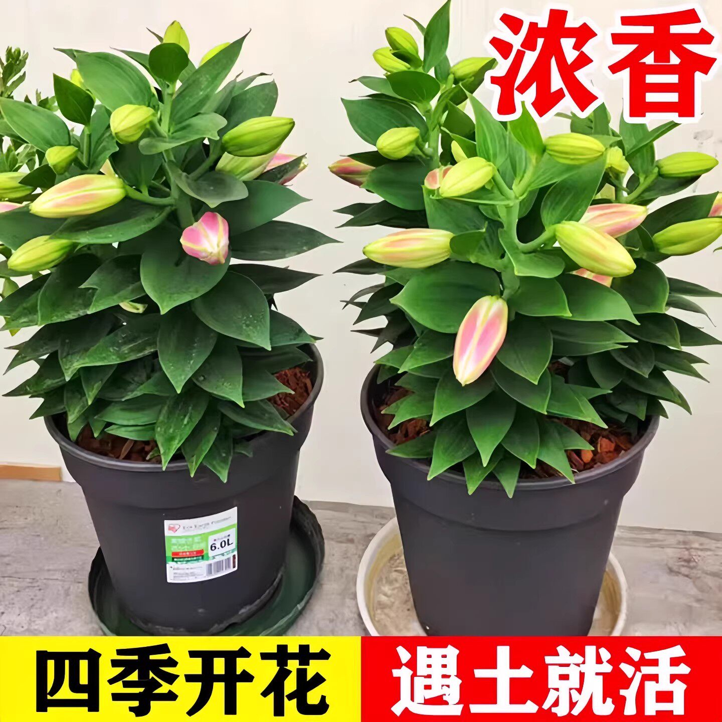 进口重瓣多头香水百合种球带芽耐寒四季盆栽室内室外花卉绿植盆栽