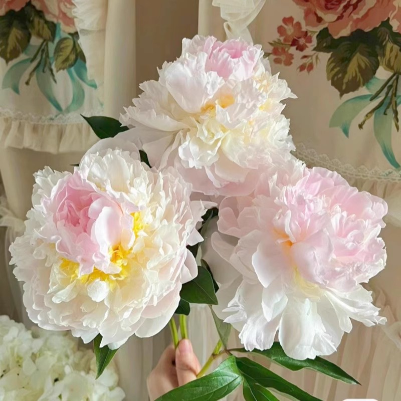 重瓣芍药花苗带芽根块多年生植物