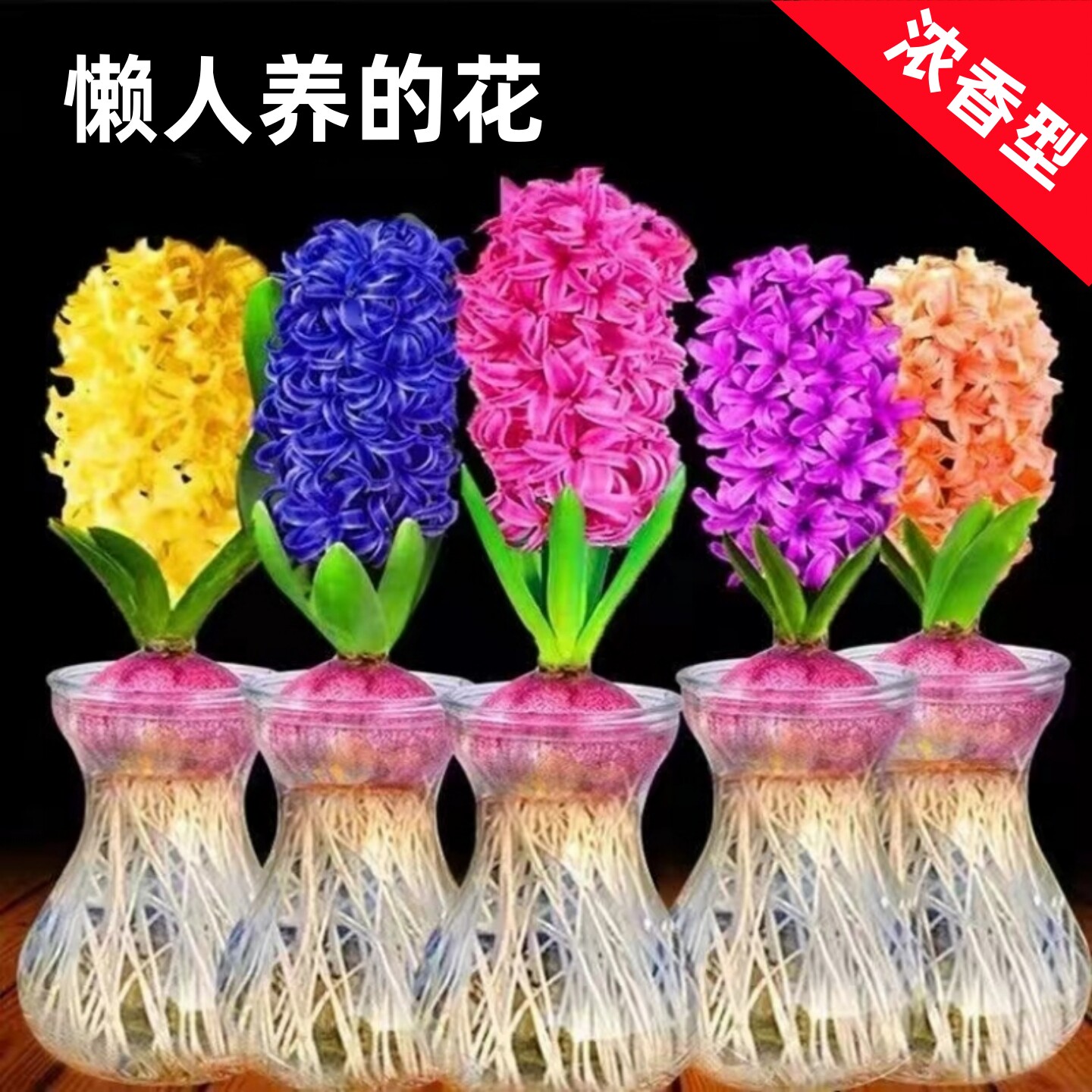 进口风信子种球水培花卉植物室内外耐寒好养懒人土培阳台桌面盆栽