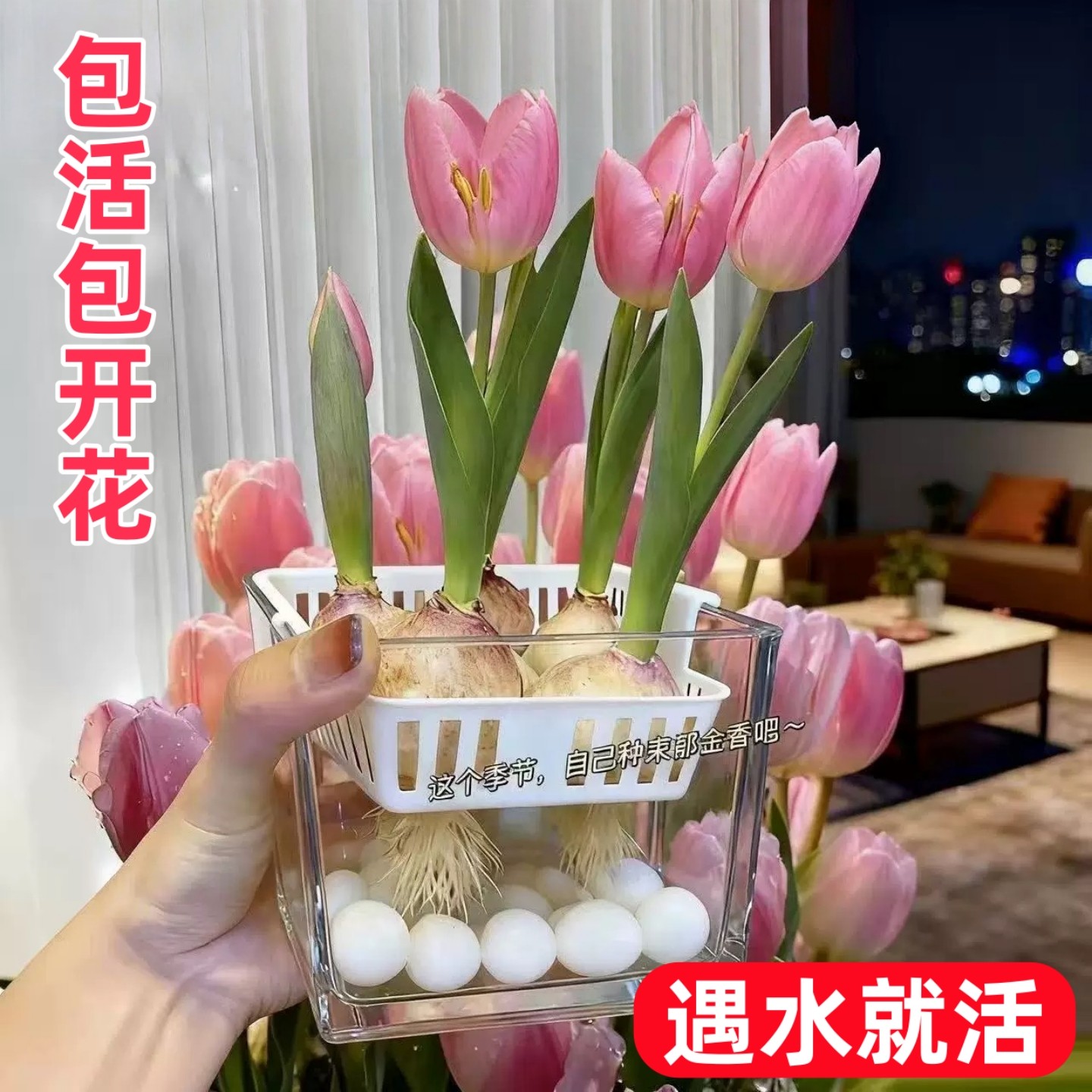 郁金香种球水培花卉植物浓香耐寒好养室内室外郁金香种子土培盆栽