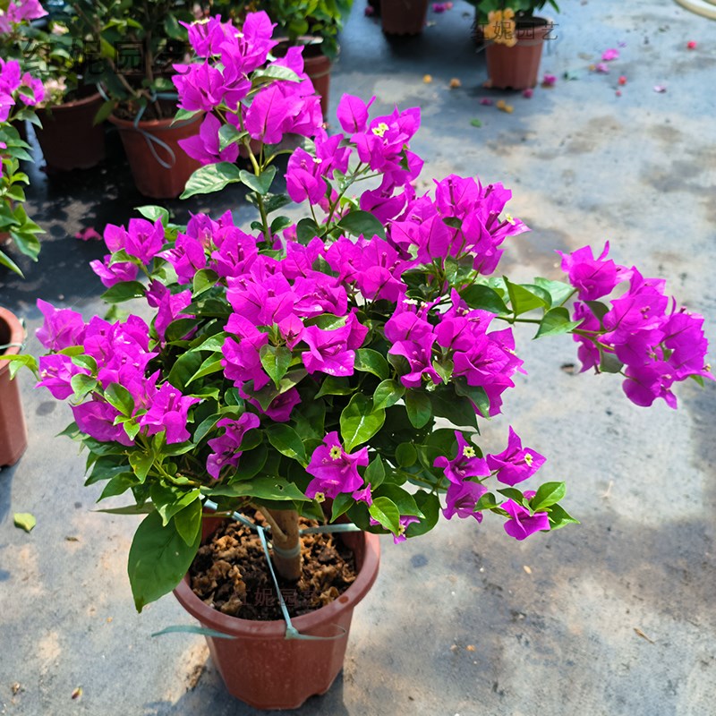 三角梅盆栽带花苞发货漳红樱绿樱马斯精品大苗爬藤植物四季开花卉