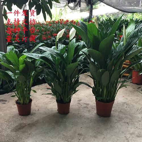 白掌一帆风顺盆栽土培植物办公室内花卉好水养的绿植带花四季开花