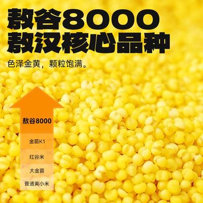 热卖敖汉有机黄小米新米粥