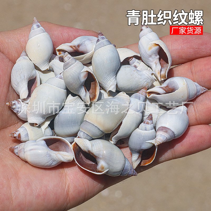 青肚织纹螺鱼缸造景装饰贝壳海螺DIY手工画材料寄居蟹替换壳