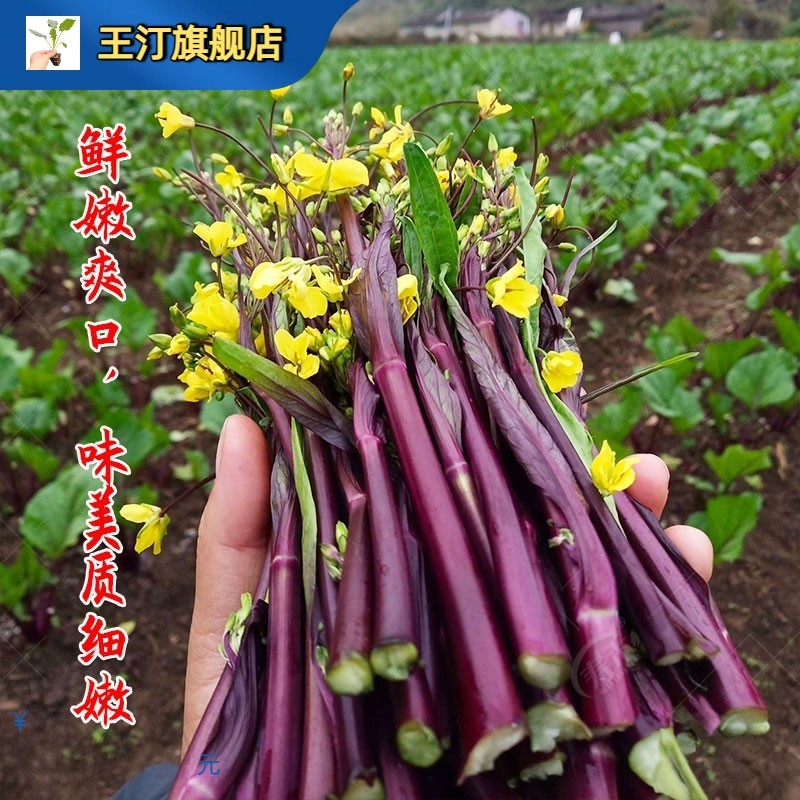 红油菜苗红油菜苔种籽青油菜心紫菜苔种孑洪山菜苔苗红菜苔苗秧苗