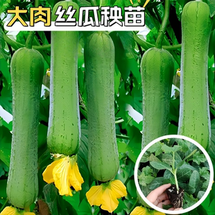 短棒肉丝瓜苗秧苗早熟棱丝瓜种孑四季播种特大农家庭院春夏蔬菜苗