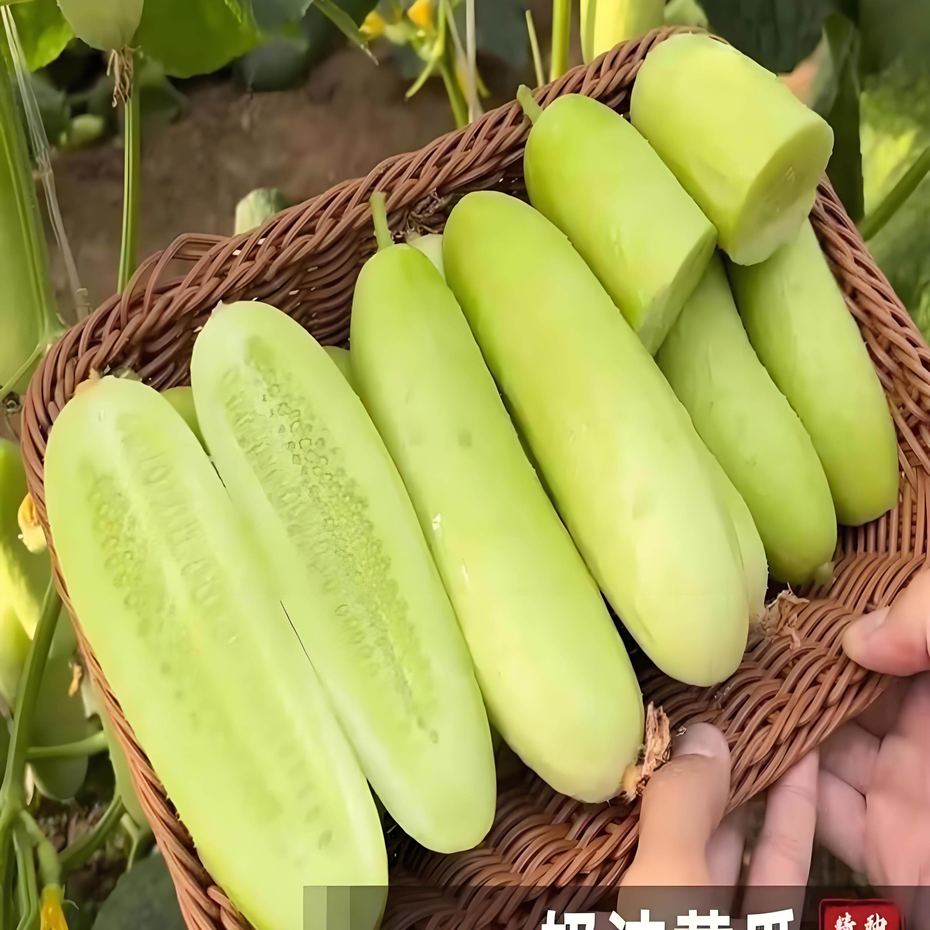 海阳白玉黄瓜苗正宗山东奶油牛奶老品种本地黄瓜秧苗老旱黄爪盆栽图片