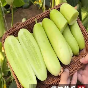 海阳白玉黄瓜苗正宗山东奶油牛奶老品种本地黄瓜秧苗老旱黄爪盆栽
