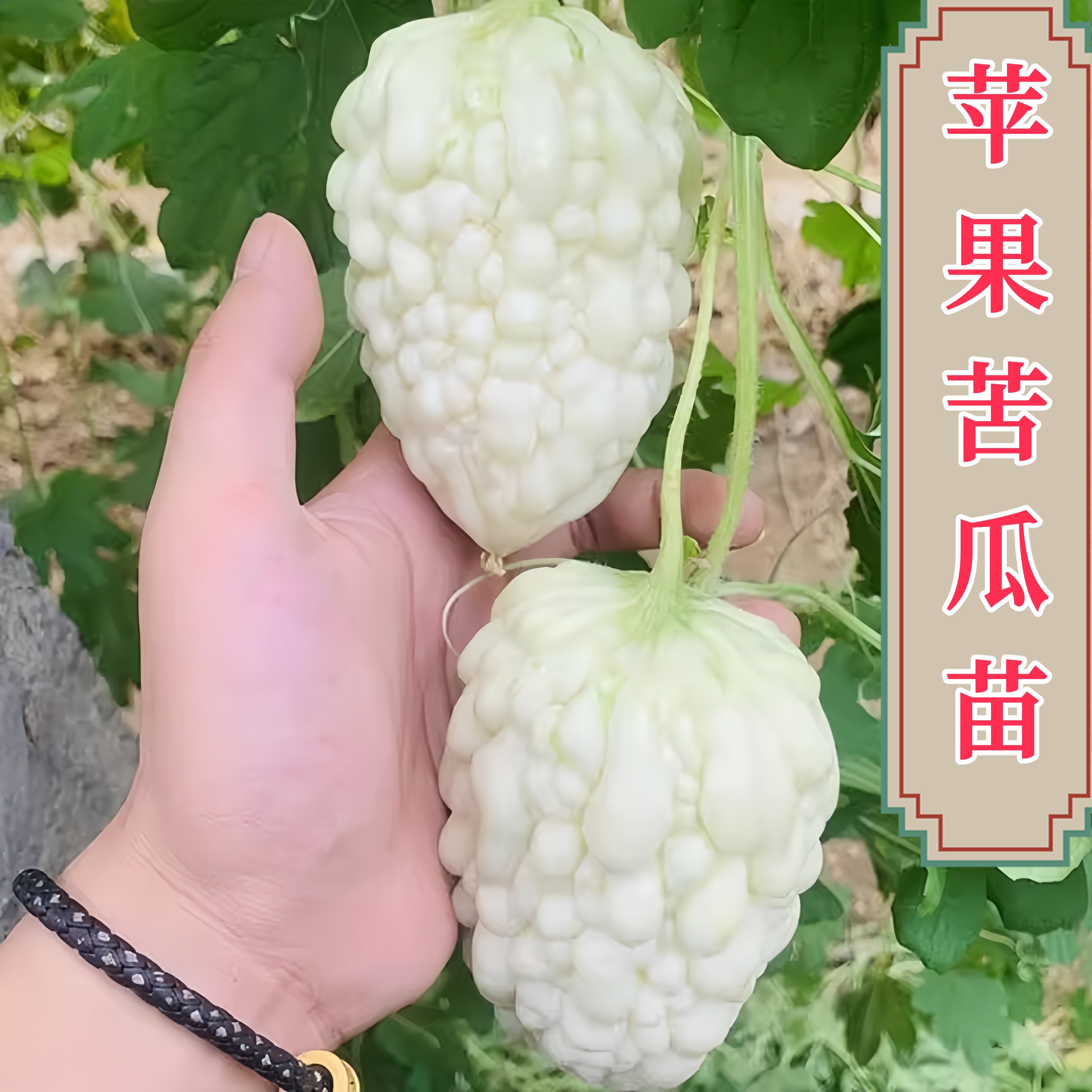 台湾苹果苦瓜秧苗甘甜水果四季种子苗盆栽蔬菜春季白苦瓜苗高产菜,鲜花速递/花卉仿真/绿植园艺,家庭园艺种子,淘宝优惠券,粉丝福利购,淘宝优惠卷