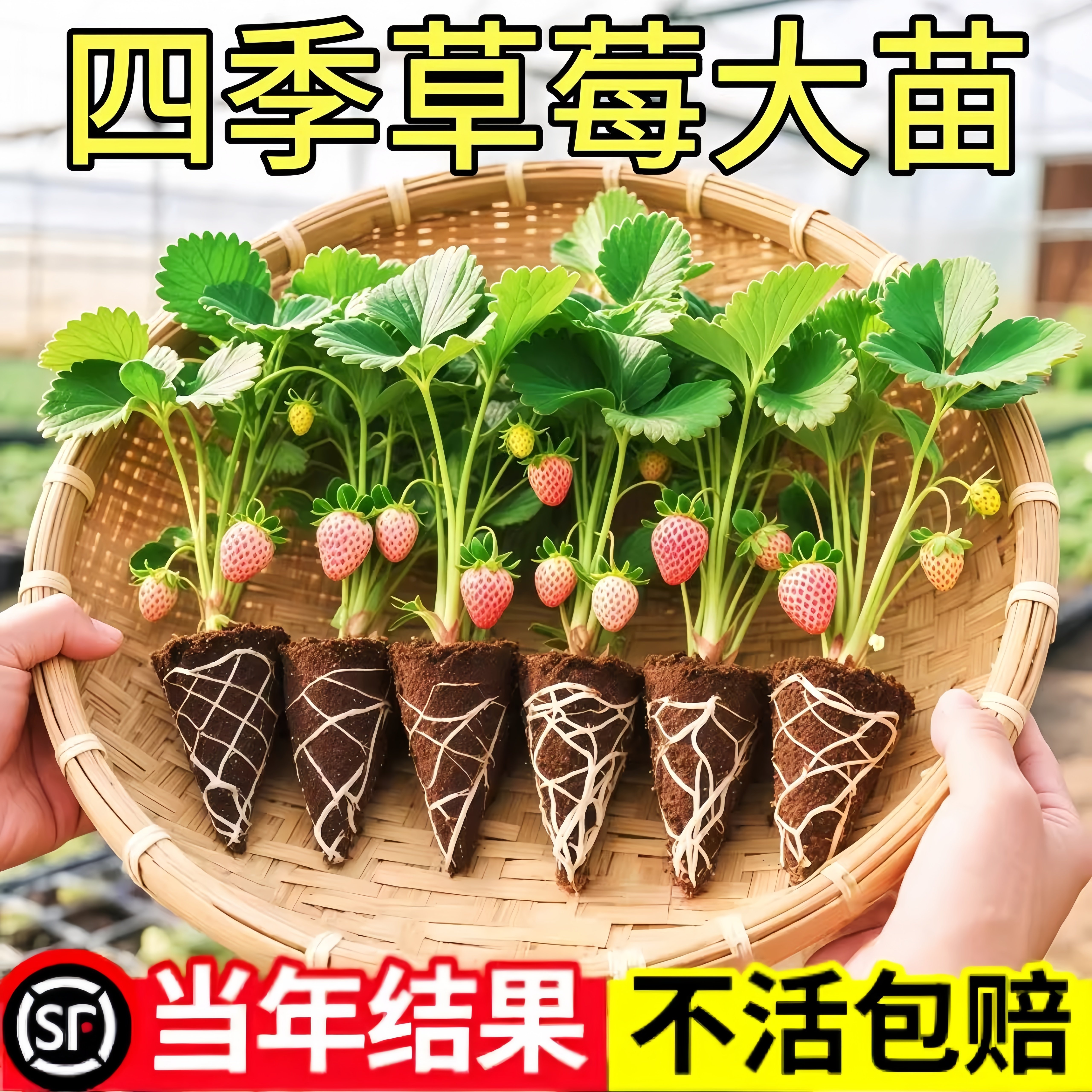 草莓苗脱毒穴盘苗秧苗四季奶油丹东阳台种植室内水果盆栽果苗耐寒