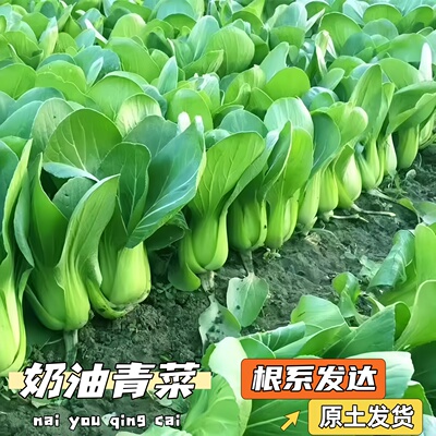 海青菜苗带土秧苗老品种苗子