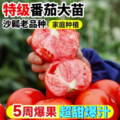 广东电白番茄秧苗带土西红柿苗