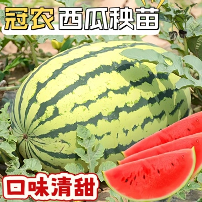 冠龙懒汉西瓜苗秧中早熟大果