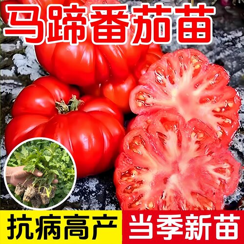 黑马蹄番茄苗丑柿子大果