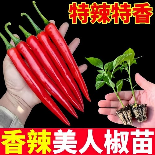 美人椒苗子辣椒苗子杭椒苗子朝天椒苗子螺丝椒苗子阳台盆栽种植苗