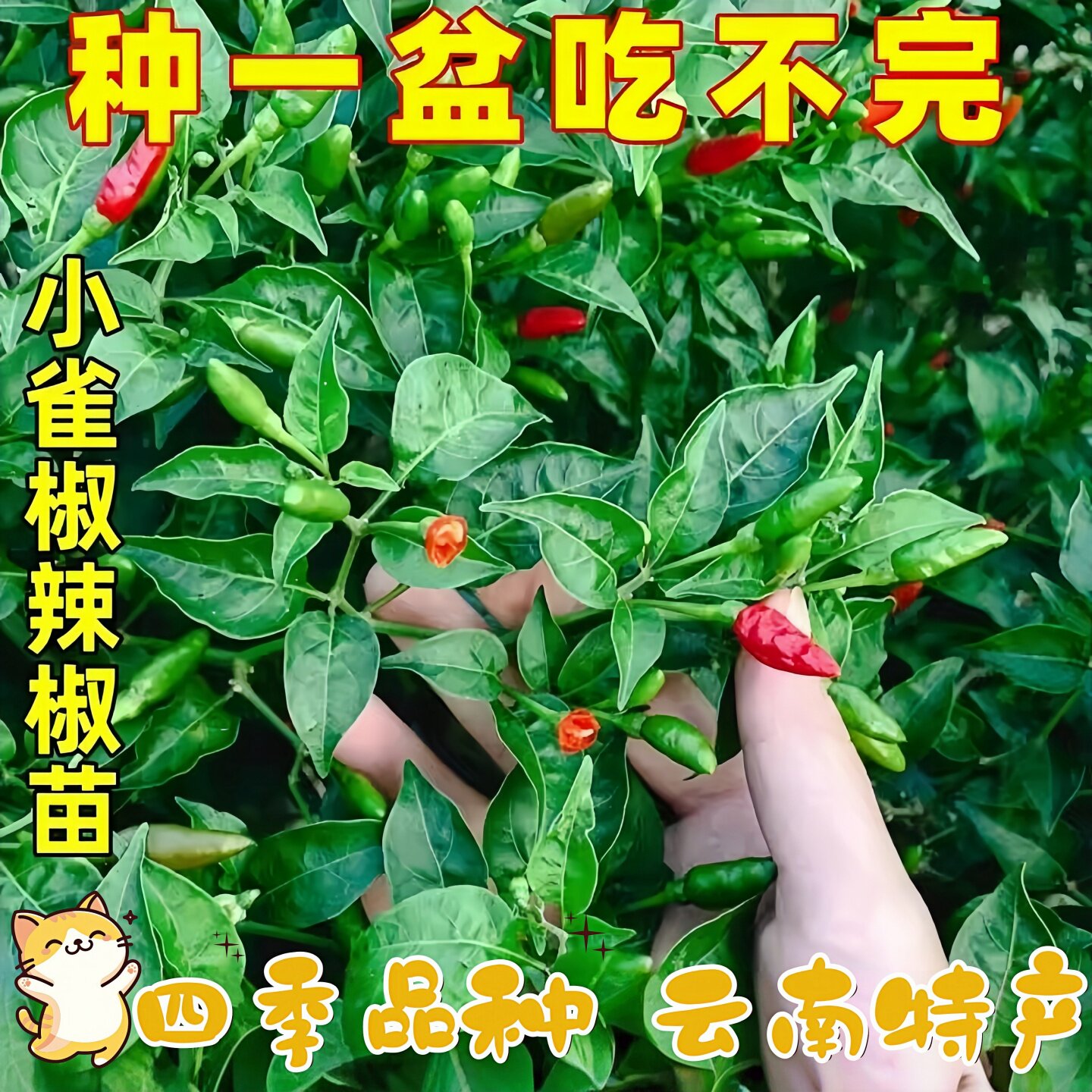 小雀椒辣椒苗秧苗巨辣特辣爆辣超辣指天椒苗泡椒专用云南辣椒种苗