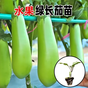 新鲜绿长茄子秧苗带士发货青皮绿圆糯米茄子高产抗病种子四季种植