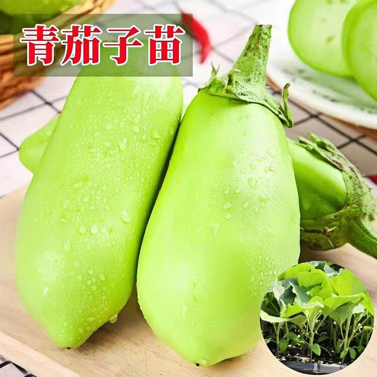 老品种青茄子苗带土秧苗本地高产圆青皮绿广东河南寿光种子蔬菜苗