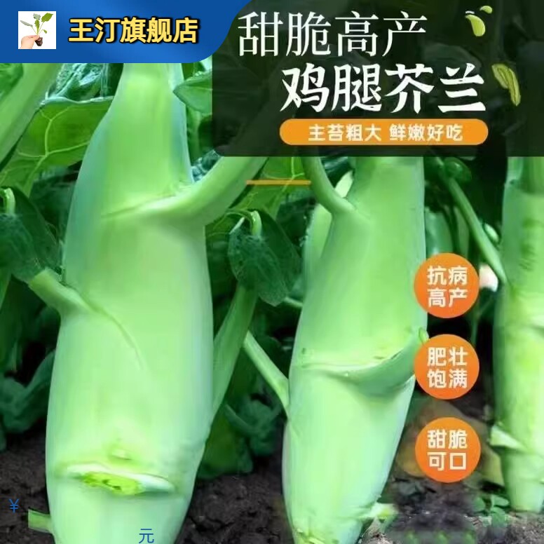 大芯鸡腿芥兰苗秧苗广东甜心甜脆鸡腿芥蓝菜大芥兰种籽介兰菜种子